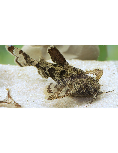 Hara Jerdoni 1,2-1,5cm Wild