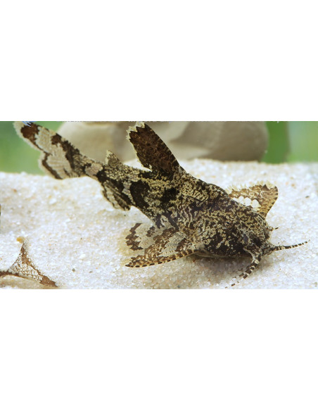 Hara Jerdoni 1,2-1,5cm Wild
