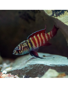 Dario Black Tiger (Dario sp. Black Tiger) 1-1,5cm Wild