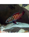 Dario Black Tiger (Dario sp. Black Tiger) 1-1,5cm Wild