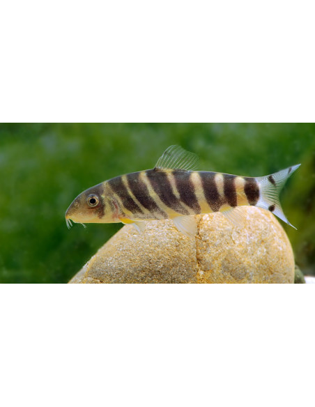 Botia dario 4-6cm