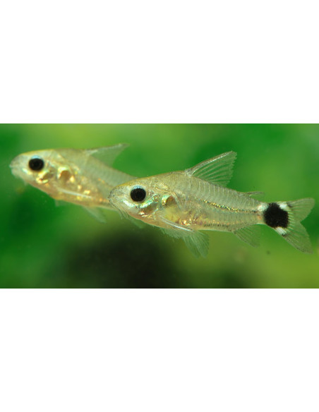 Corydoras Hastatus 1-1,5cm Wild