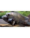 Astronotus mikoljii 3-5cm