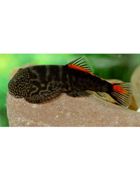 Gastromyzon Bloody Mary (Gastromyzon sp. Bloody Mary) 3,5-4,5cm