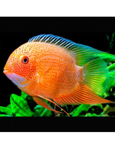 Heros severus red spotted S 3-4cm
