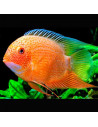 Heros severus red spotted S 3-4cm