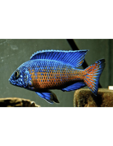 Aulonocara stuartgranti Ngara 7-9 cm (paar)