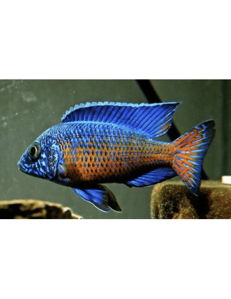 Aulonocara stuartgranti Ngara 7-9 cm (paar)