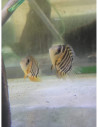 Heros efasciatus 5-6 cm