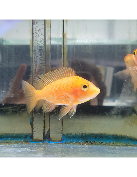 Aulonocara sp. "Dragon Blood" 5-6 cm