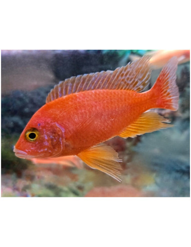 Aulonocara sp. Fire fish L 7-9 cm (pair)
