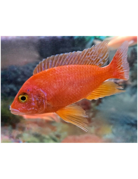 Aulonocara sp. Fire fish L 7-9 cm (pair)