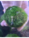 Caridina sp. cf. cantonensis "Black Pinto"