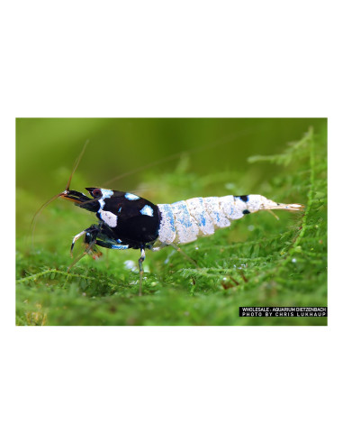 Crevette Panda (Caridina sp. cf. cantonensis "Panda")