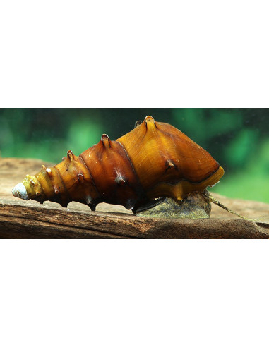 Brotia Padogula 3-4cm Wild