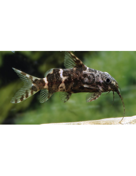Synodontis Nigriventris 2,5-3cm
