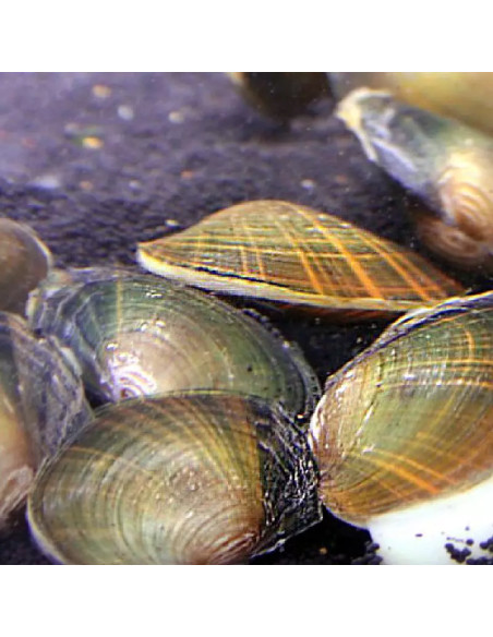 Moule Étang Petit