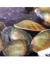 Moule Étang Petit