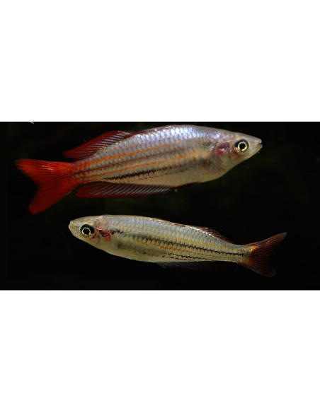 Melanotaenia australis 4-5cm