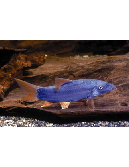 Yasuhikotakia Modesta Redfin 4,5-5,5cm Wild