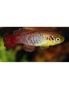 Nothobranchius guentheri (Nothobranchius guentheri) 2,5-3cm