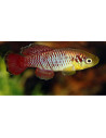 Nothobranchius guentheri (Nothobranchius guentheri) 2,5-3cm