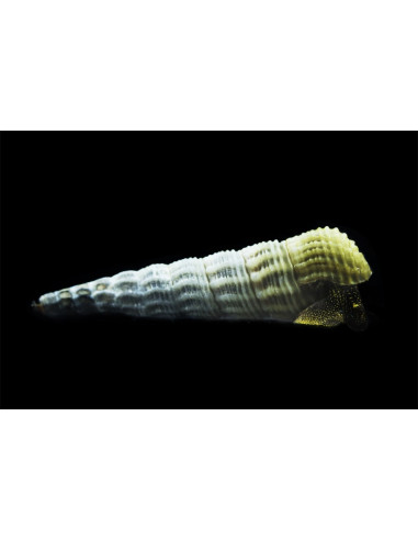 Tylomelania Marwotoae 4-5cm Wild