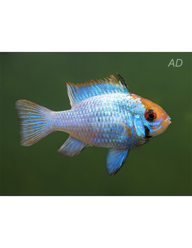 Ramirezi Electric Blue Goldface (Mikrogeophagus ramirezi Electric Blue Goldface) 3,5-4cm