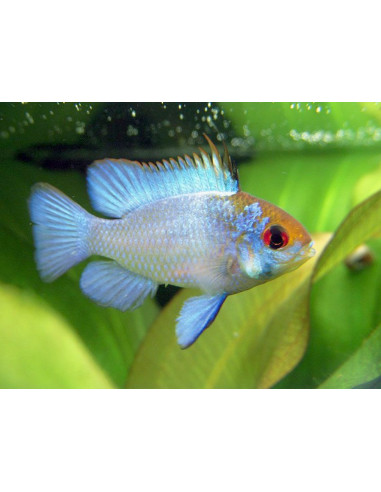 Ramirezi Electric Blue (Mikrogeophagus ramirezi Electric Blue) 3-3,5cm