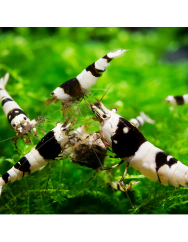 Crevette Crystal Black (Caridina cf. cantonensis "Black Crystal") 1,2-1,5cm
