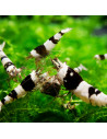 Crevette Crystal Black (Caridina cf. cantonensis "Black Crystal") 1,2-1,5cm