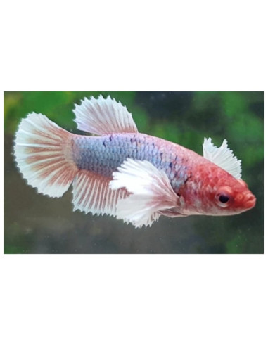Betta femelle Elephant Ear (Betta splendens Elephant Ear F) 2,5-3,2cm