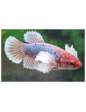 Betta femelle Elephant Ear (Betta splendens Elephant Ear F) 2,5-3,2cm