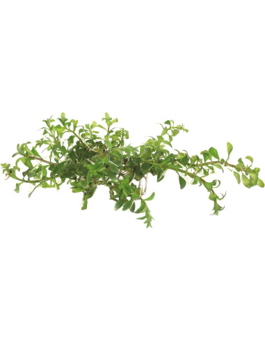Ludwigia inclinata var. verticillata 5,99 €