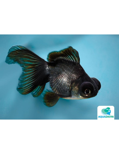 Telescop Yeux Noir 6-7 Cm
