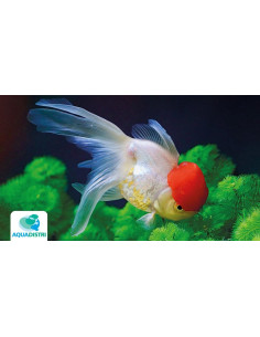 Tete De Lion Redcap 7-8 Cm