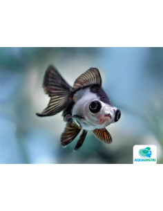 Noir-Blanc Panda 5-6 Cm 2