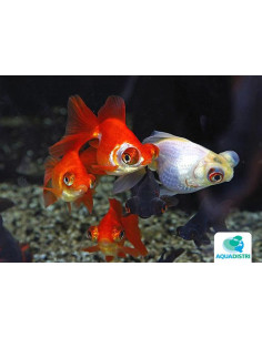 Telescop Yeux Mix 7-8 Cm