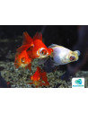 Telescop Yeux Mix 8-9 Cm