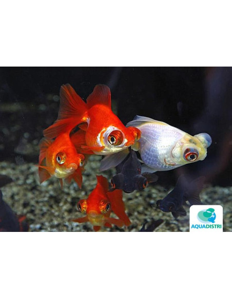 Telescop Yeux Mix 9-10 Cm