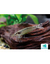 Crevette Amano (Caridina japonica) 3-3,5cm