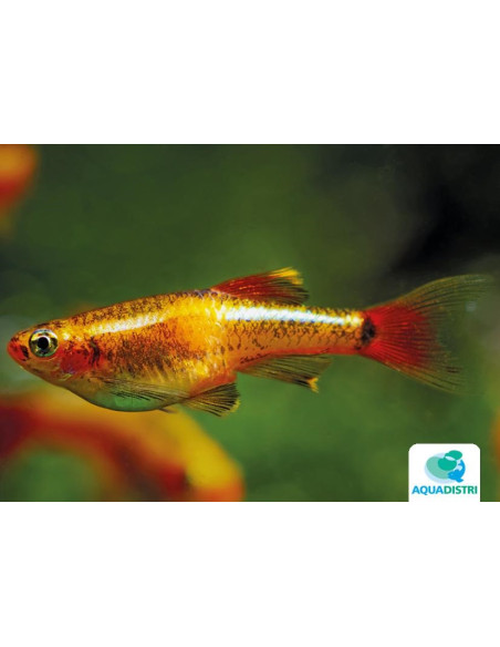 Tanichthys albonubes Gold (Tanichthys albonubes Gold) 1,5-2cm