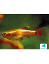 Tanichthys Albonubes Gold 1,5-2cm
