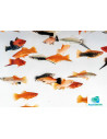 Xipho Mix (Xiphophorus hellerii Mix) 5-6cm