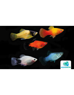 Platy Mix (Xiphophorus maculatus) 3-3,5cm