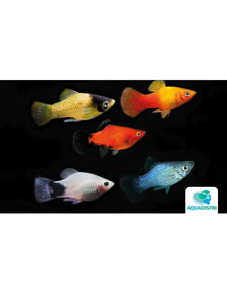 Platy Mix 3-3,5cm