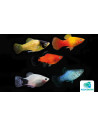 Platy Mix (Xiphophorus maculatus) 3-3,5cm