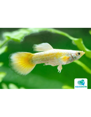 Poecilia Reticulatus Gold (M) 3,5-4cm