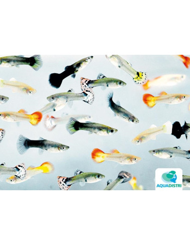 Guppy Mix femelle (Poecilia reticulata Mix) 3,5-4cm
