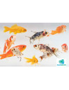Comet Mix 25-30 Cm